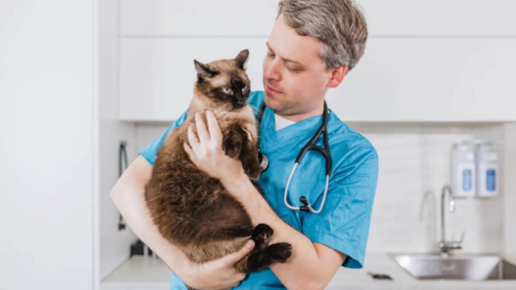 Essential Advantages of Selecting Premium Tablets for Your Feline Companion