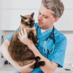 Essential Advantages of Selecting Premium Tablets for Your Feline Companion